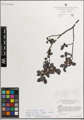 Foto von Salix myrsinifolia Salisb.